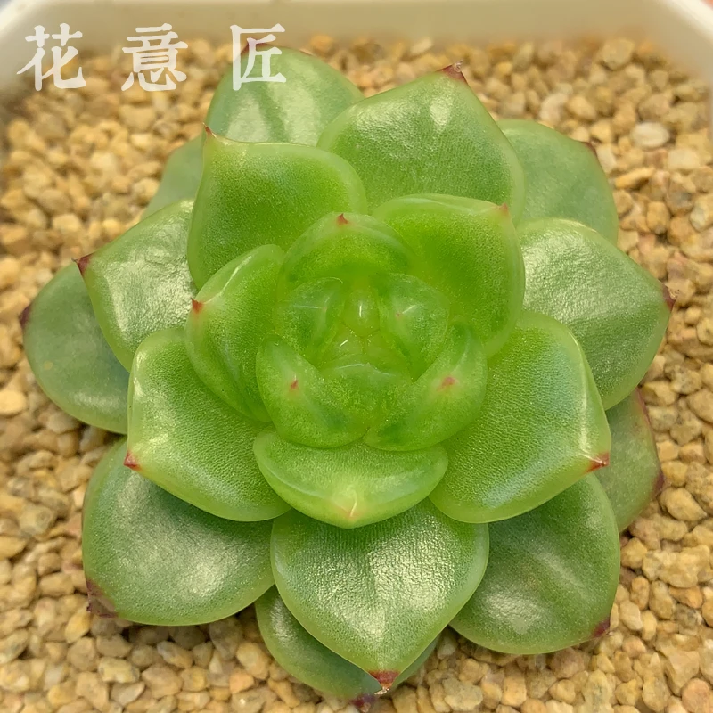 六号链接 i075-i089 框拍 1/19 周日 多肉植物 讲解点击封面图