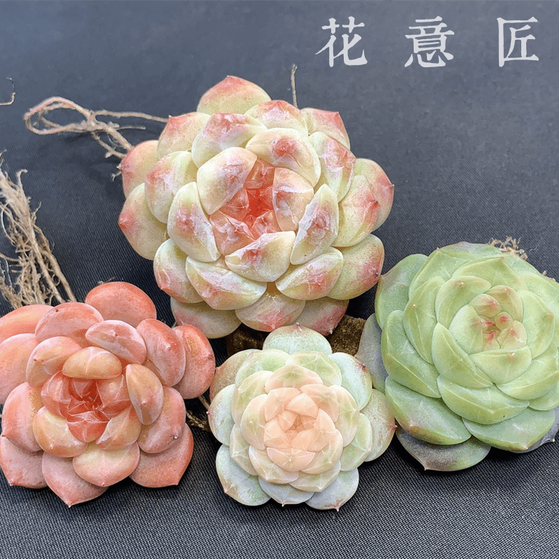 五号链接 x043-x062 框拍 7/20 周六 多肉植物 讲解点击封面图