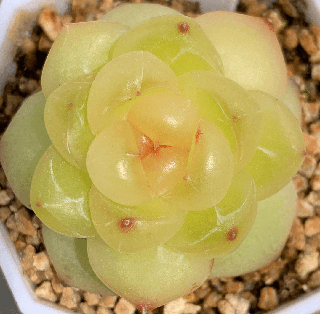 二号链接 y001-y012 特价框 7/24 周三 多肉植物 讲解点击封面图