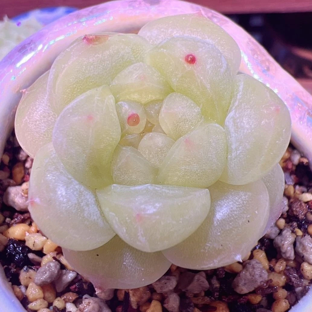 二十四号链接 q352-q363 框拍 2/2 周日 多肉植物 讲解点击封面图