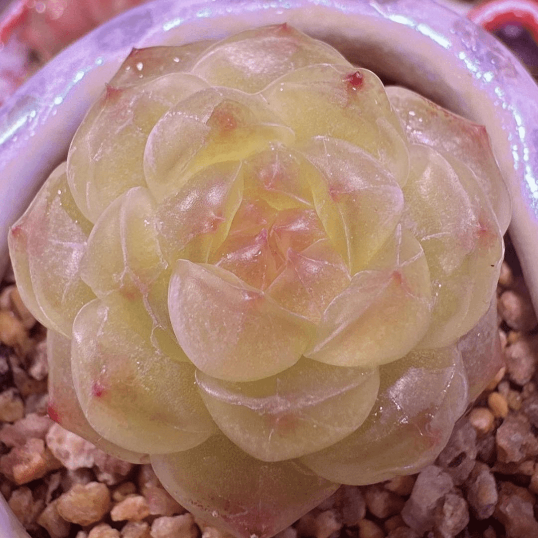 八号链接 z059-z076 框拍 7/25 周四 多肉植物 讲解点击封面图