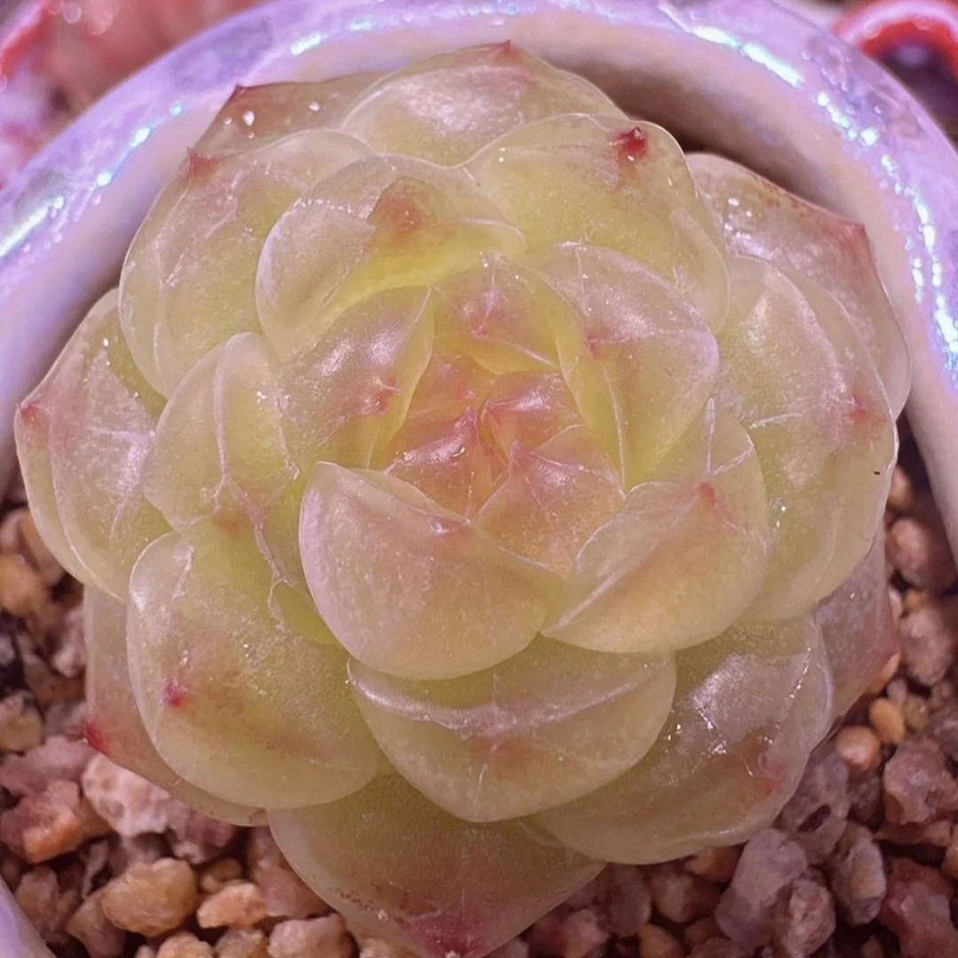 十九号链接 r281-r284 框拍 2/4 周二  多肉 讲解点击封面图