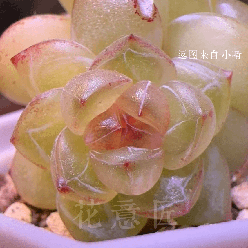 八号链接 x094-x108 框拍 7/20 周六 多肉植物 讲解点击封面图