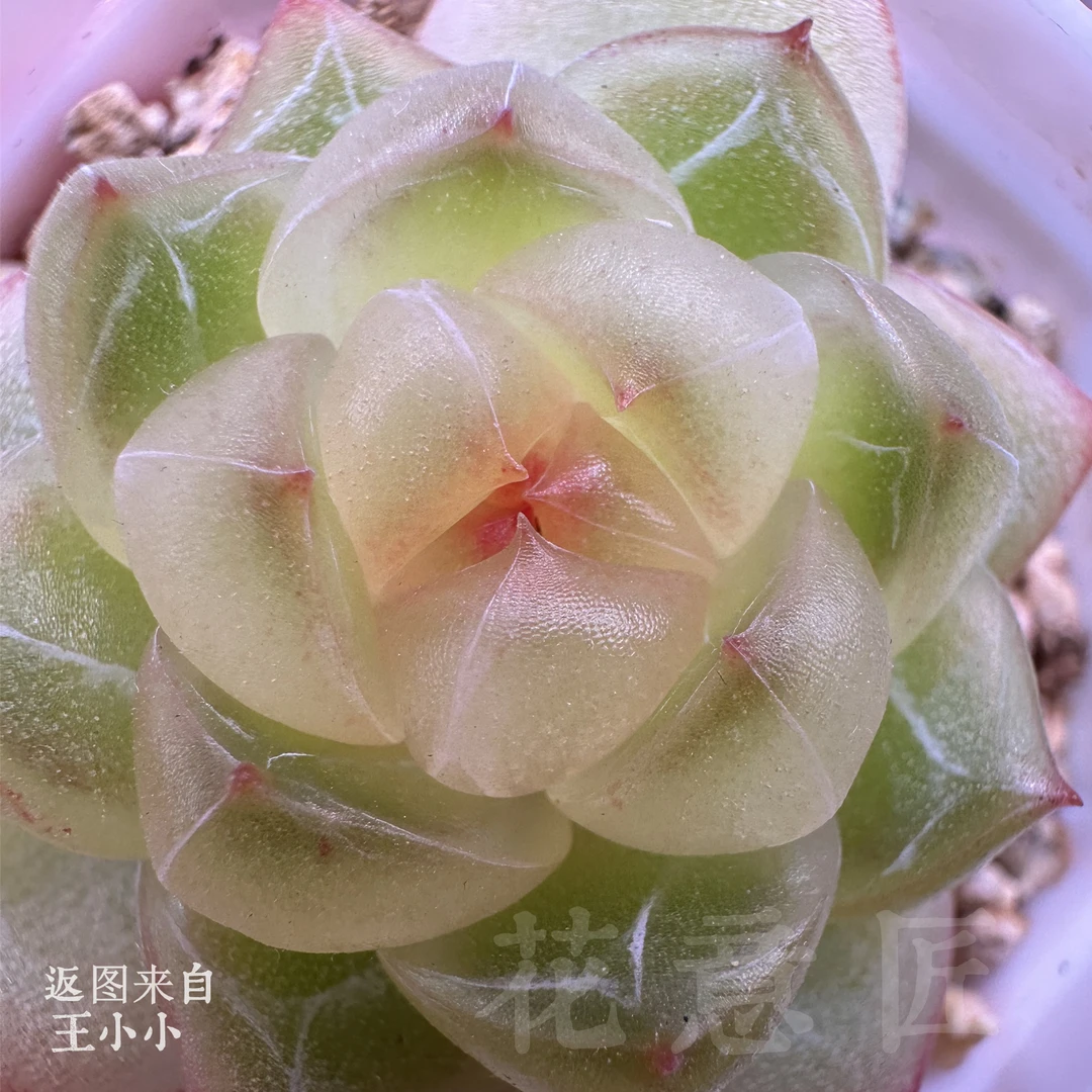 量拍链接2 糖心 珍妮 1/1 花意匠多肉 加入购物车可看回放