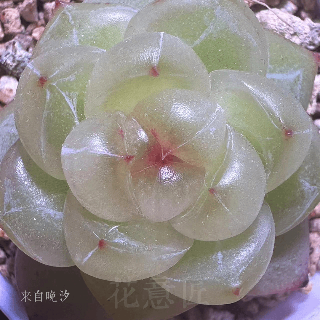 三号链接 y013-y027 框拍 7/24 周三 多肉植物 讲解点击封面图