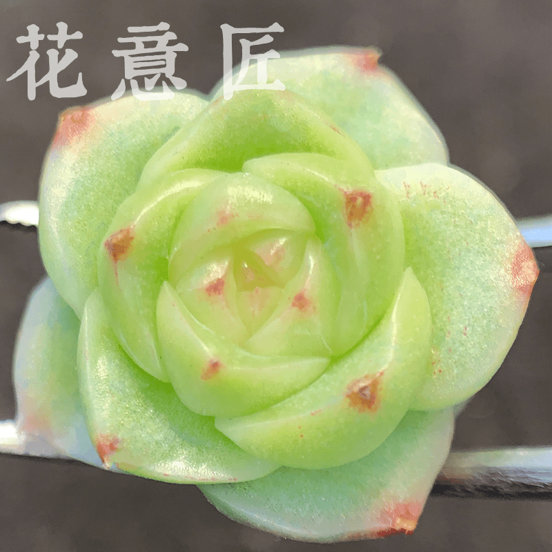 二十二号链接 z251-z266 框拍 7/25 周四 多肉 讲解点击封面图