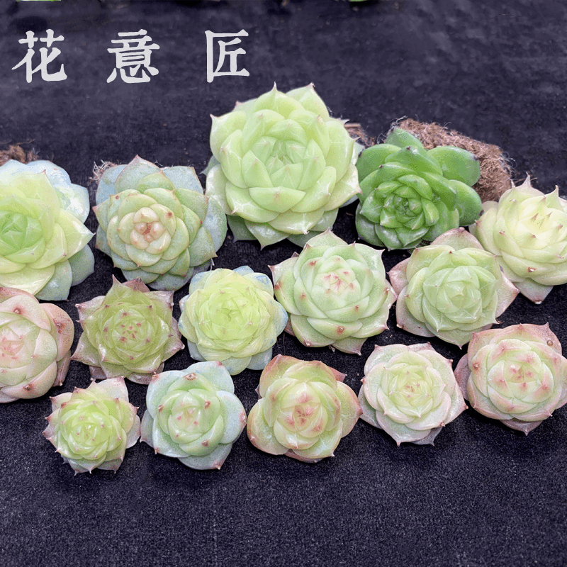 七号链接 y069-y084 框拍 7/24 周三 多肉植物 讲解点击封面图