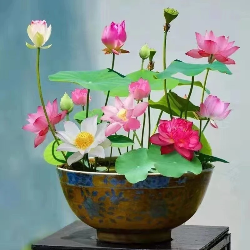 【水培碗莲】无土水培碗莲花籽盆栽水养生水碗莲四季开花G