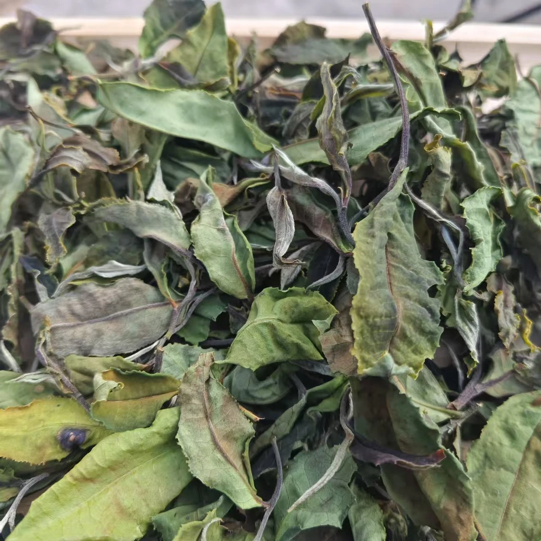 2024年 冬片雪线白300年古树 云南白茶 散茶 云南老树白茶