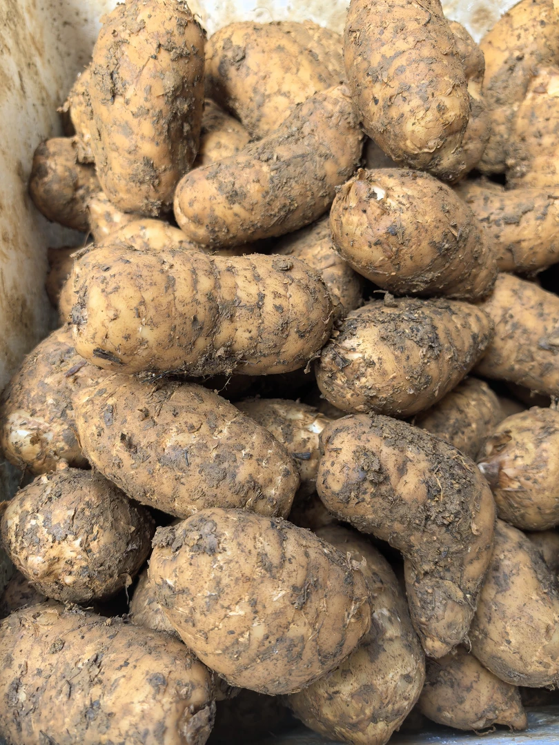 云南昭通小草坝新鲜天麻