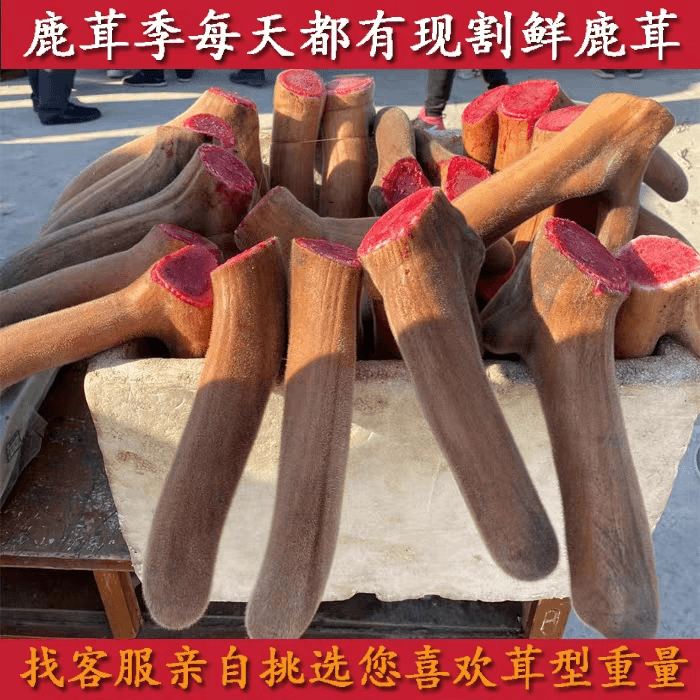 东北特产 新鲜鹿茸 直播间选购 快递包邮