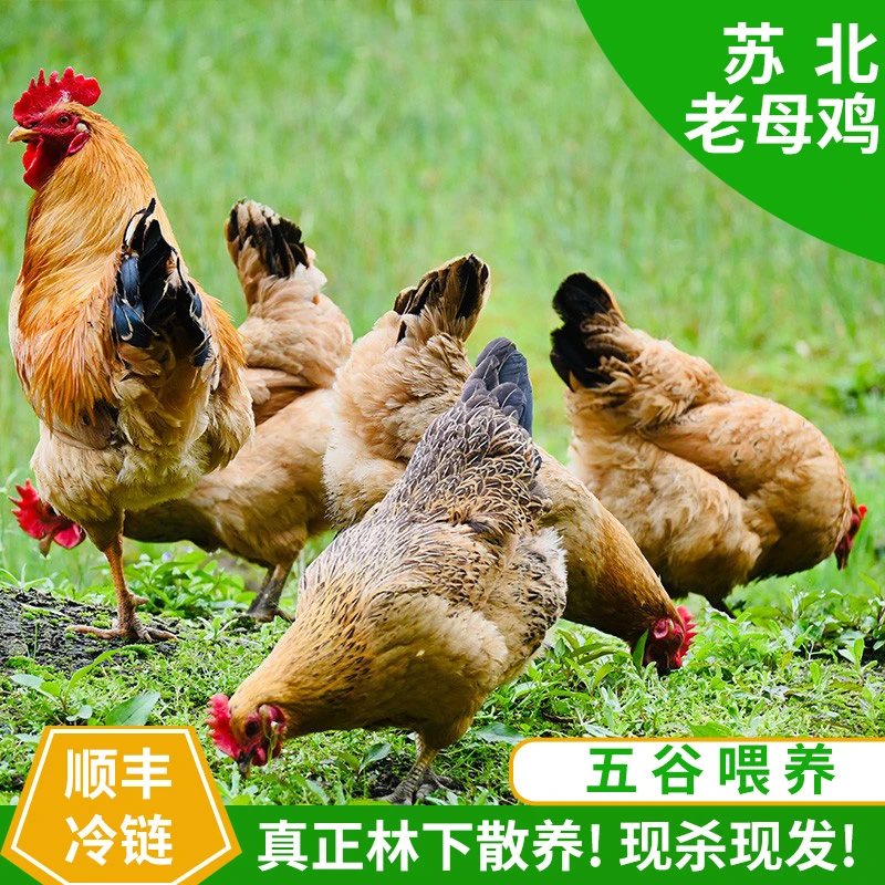 苏北黄油老母鸡净重2斤/只 农村散养土鸡新鲜现杀现发