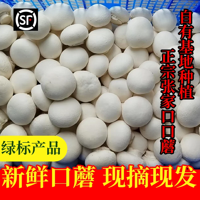 新鲜张家口坝上白蘑菇双孢菇口蘑基地现摘网红烤口蘑精品顺丰泡沫