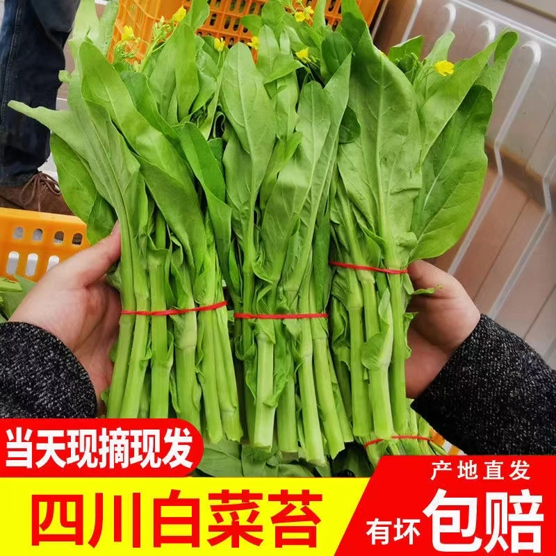 四川白菜苔现摘当季白菜苔新鲜蔬菜农家自种白菜心绿色叶菜