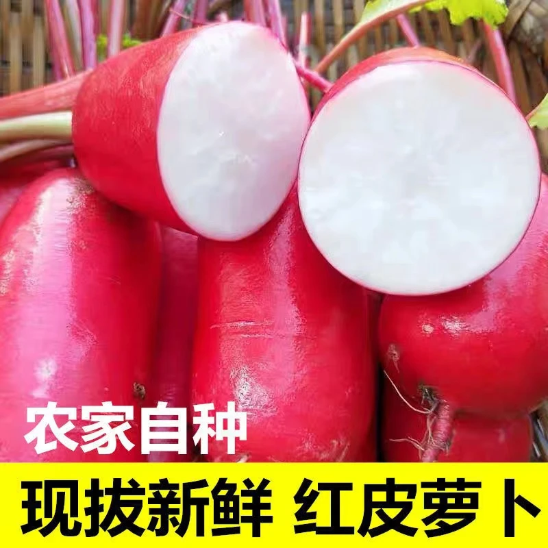 四川农家自种红皮萝卜新鲜红皮白肉泡萝卜水萝卜卞萝卜泡菜3斤