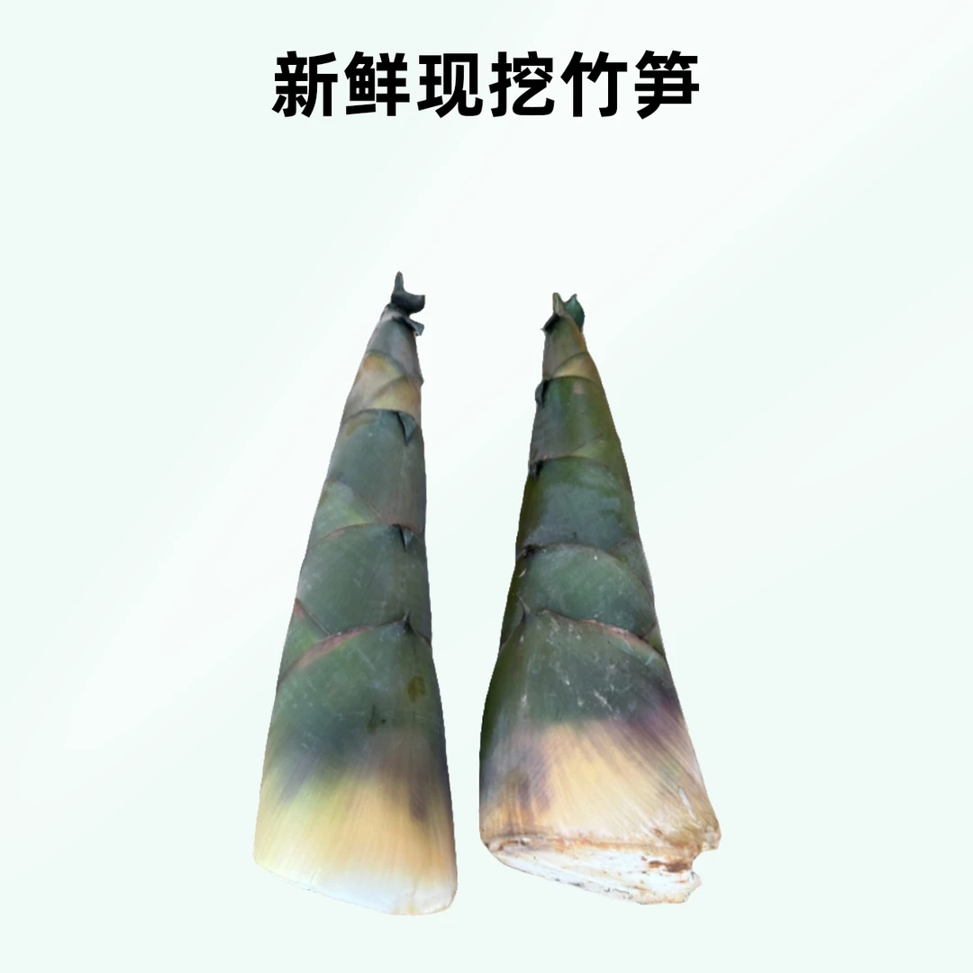 现挖发货广西野生大头竹笋麻竹笋新鲜夏笋深山带壳绿色天然美味笋