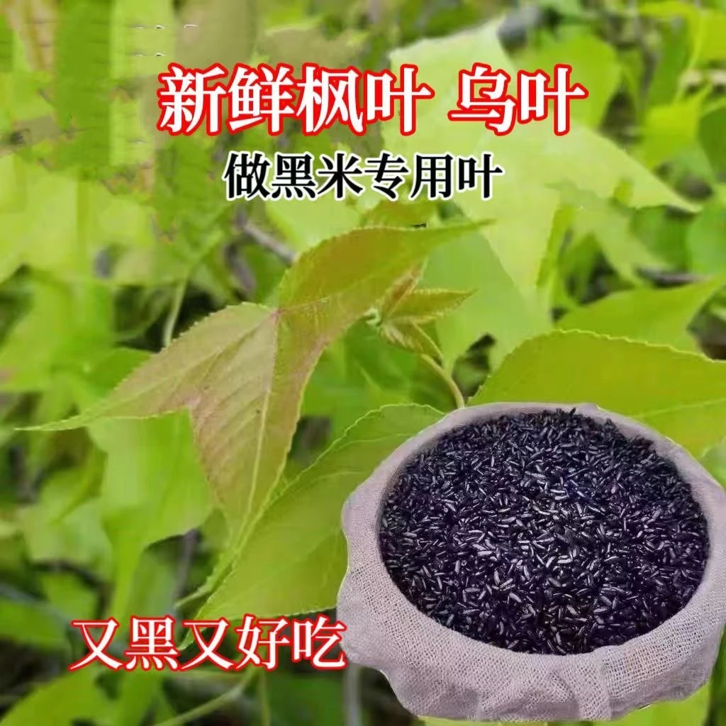 现摘发货 广西天然枫叶植物染料乌米饭黑米饭专用辅料