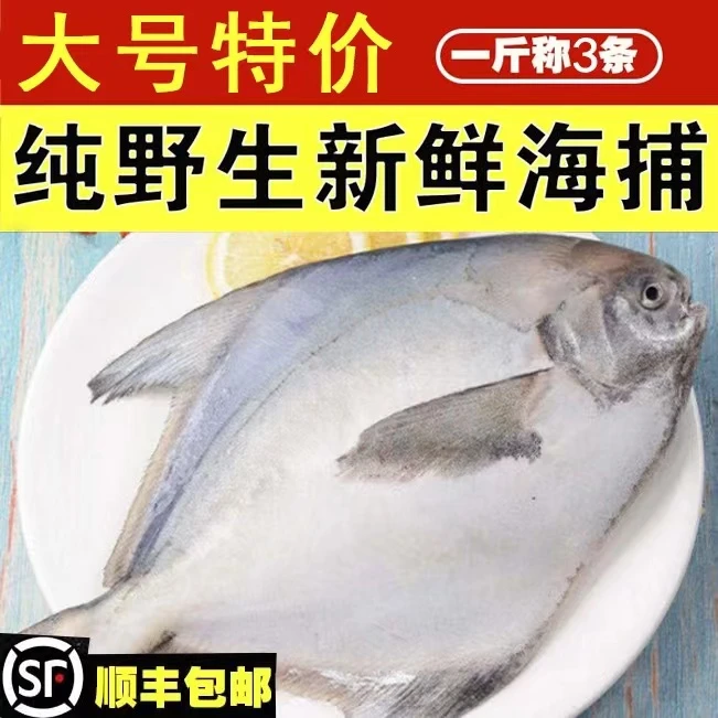 白鲳银鲳鱼舟山捕捞（当天上岸）6条包邮冰鲜发货新鲜平鱼一斤2-3条