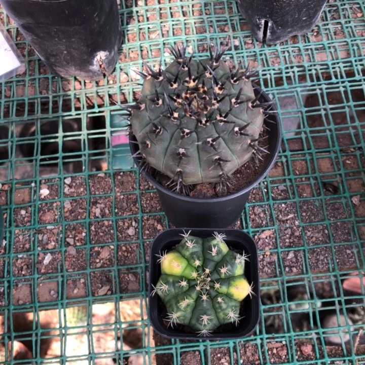 【闪购商品】黑刺凤头