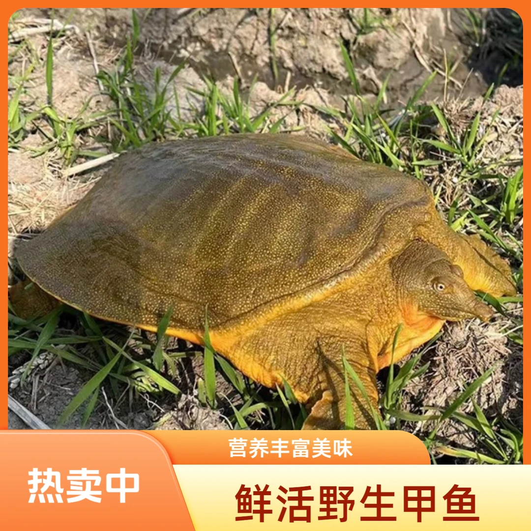 【饭店酒店专拍链接】10只装公