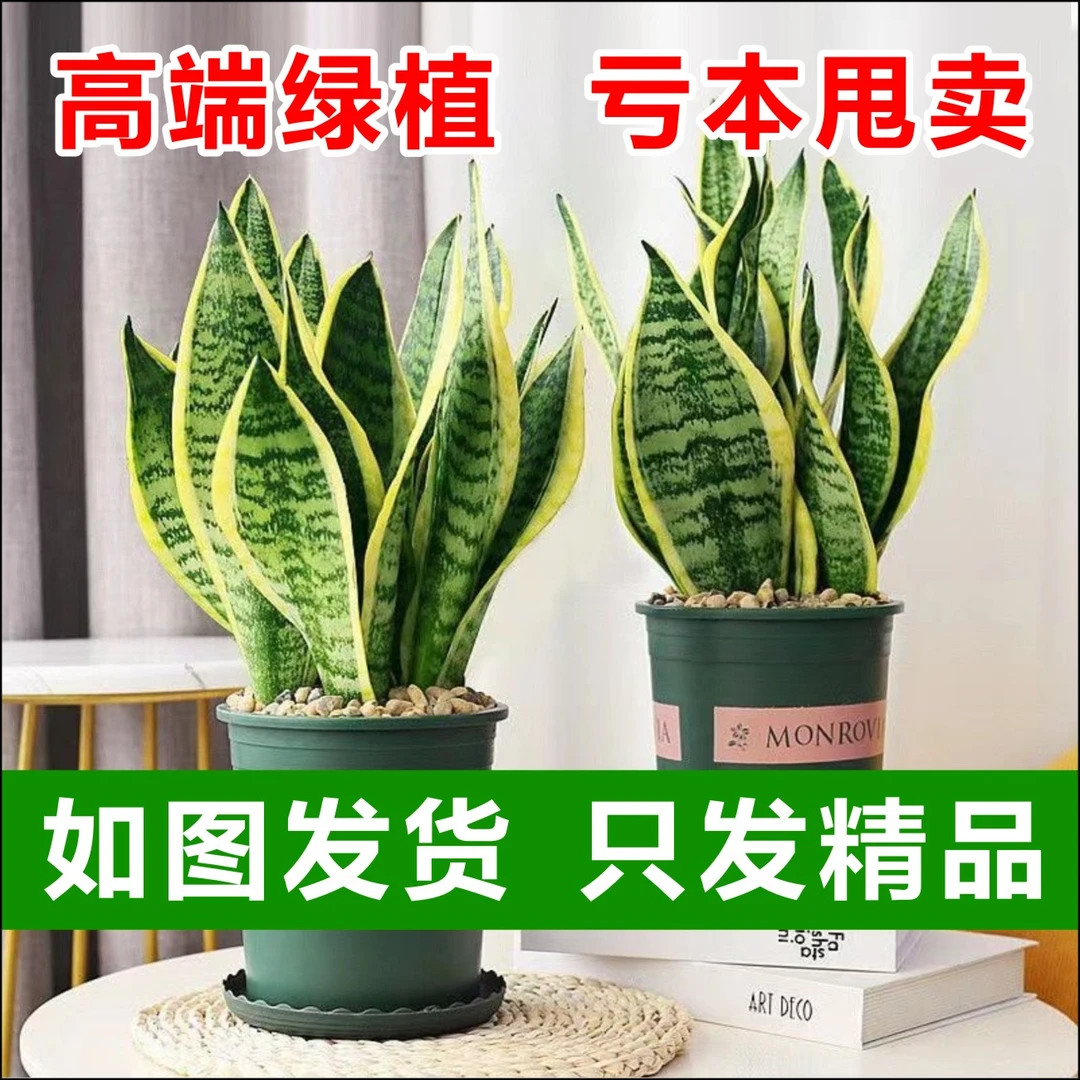 金边养护虎皮兰盆栽办公室内易活植物客厅绿植净化空气吸甲醛盆栽