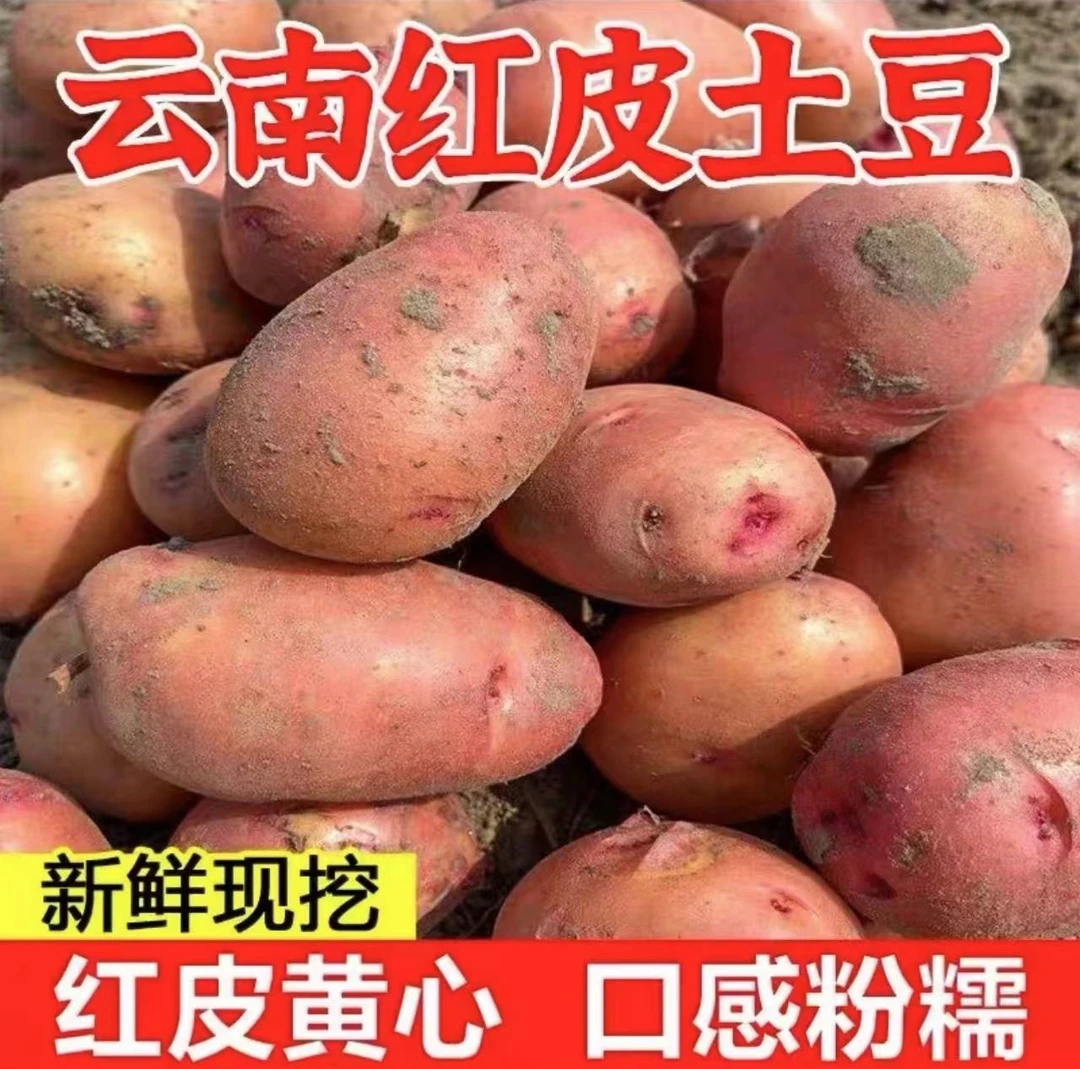 2南方小土豆红皮黄心土豆云南洋芋新鲜现挖5/9斤