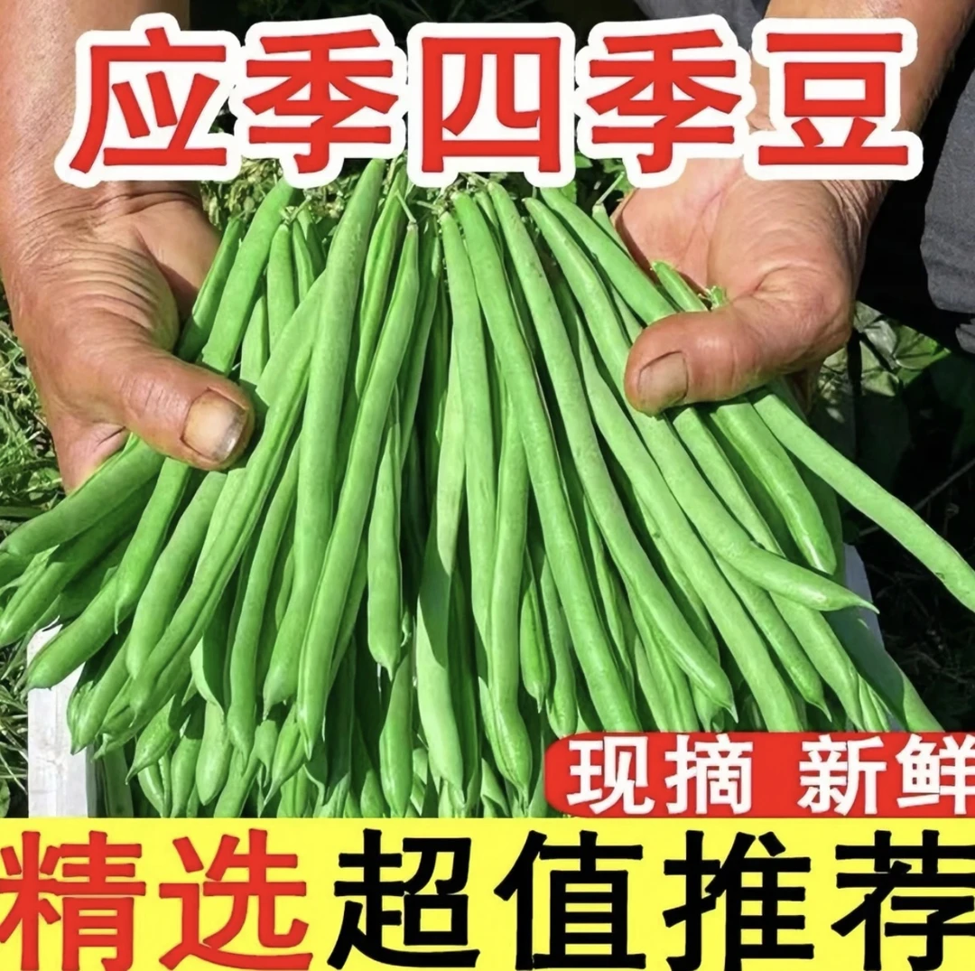 现摘新鲜四季豆新鲜蔬菜芸豆无筋豆