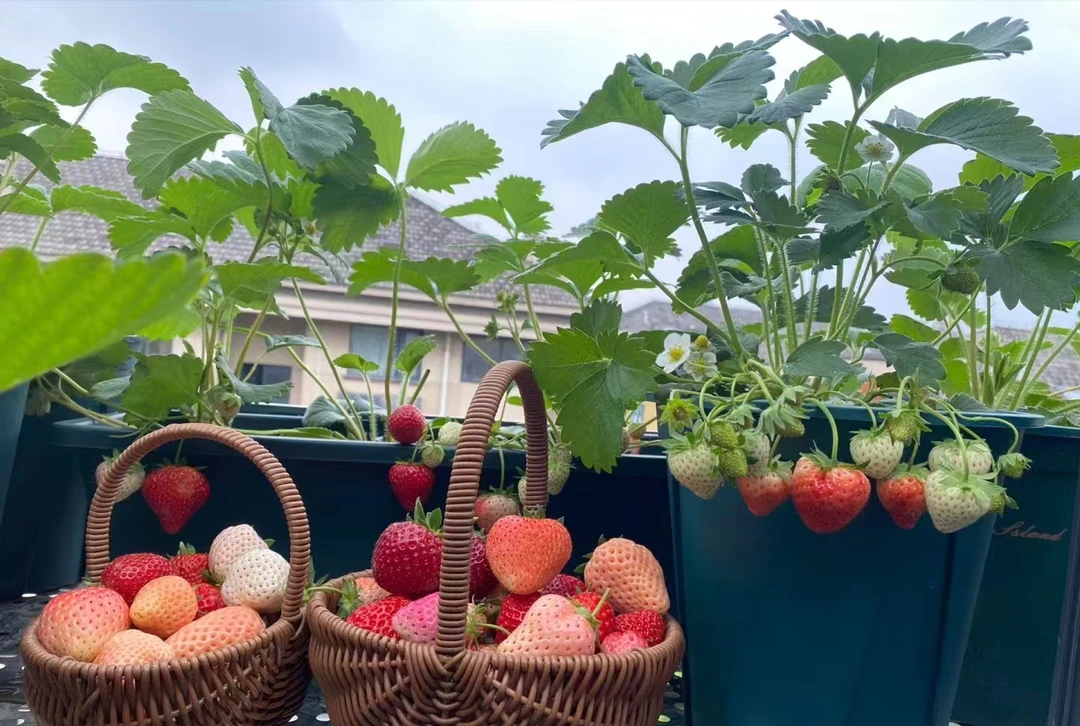 【品种齐全】大果纯甜 脱毒二代草莓苗 原盆原土 南北方盆栽地栽