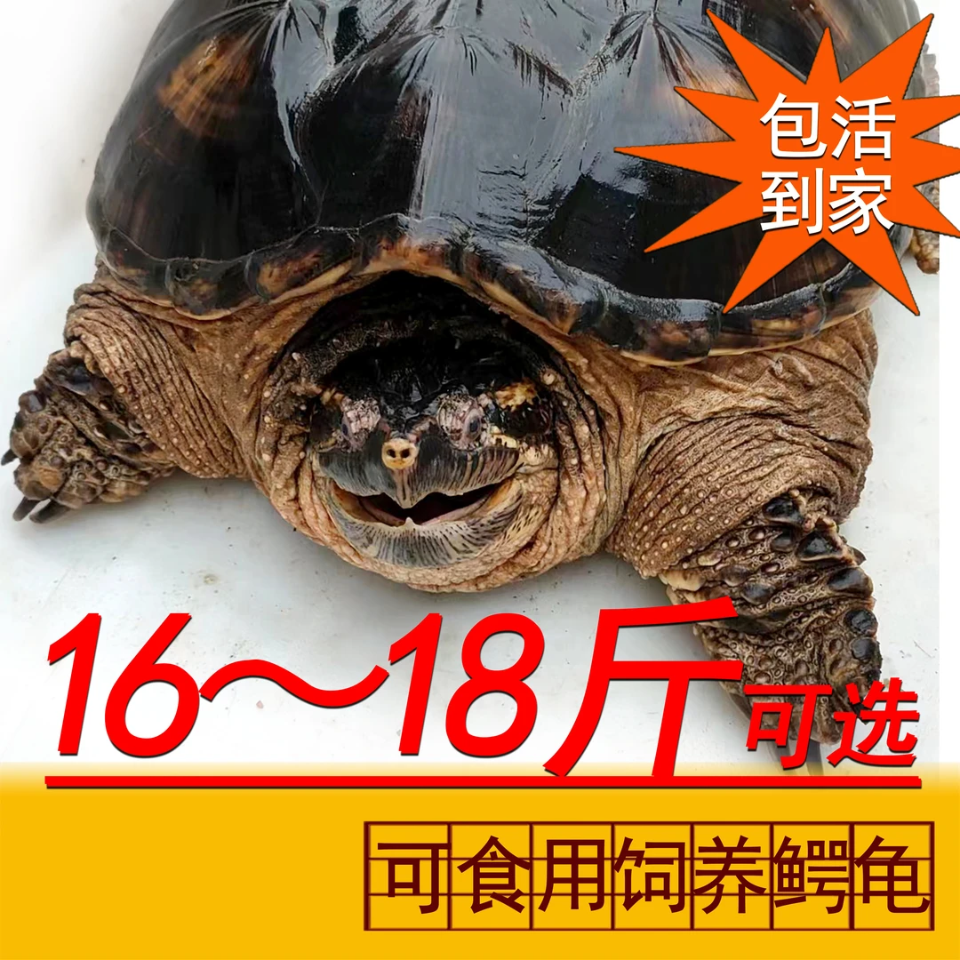 16~19斤鳄鱼龟  外池 养殖  包活到手