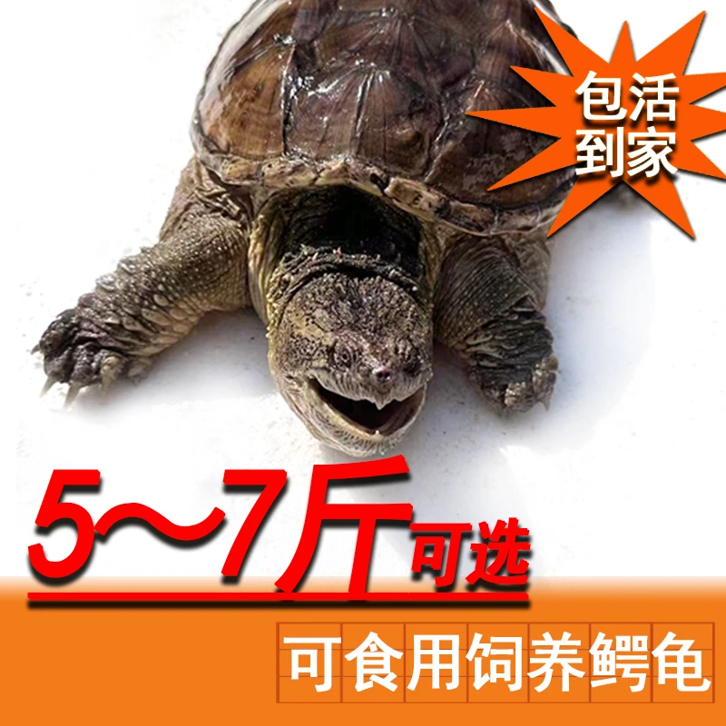 3-6斤鳄鱼龟  外塘冷水人工养殖鳄鱼龟 活物北美 可食用
