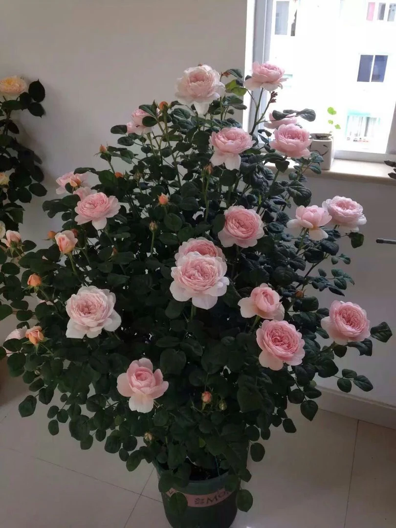 瑞典女王灌木可切可藤粉色颜值高浓香直立好四季开花阳台庭院盆栽