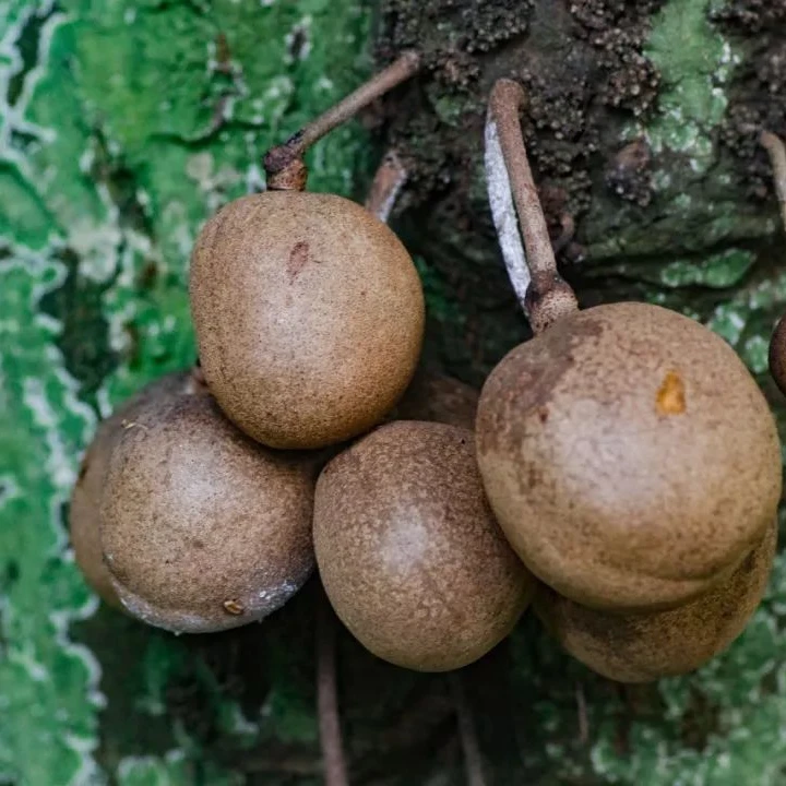 新品香波果实生苗