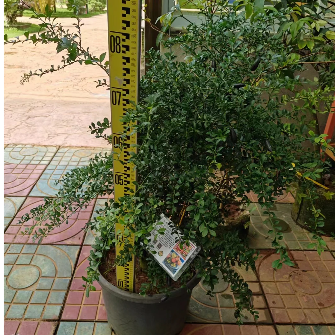 手指柠檬结果树基地直发