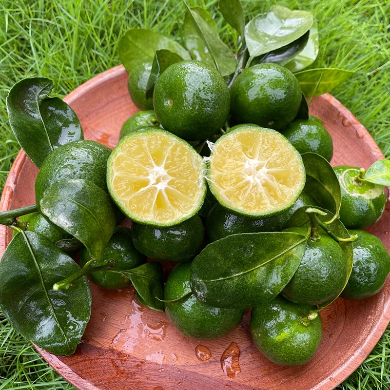 台湾香檬VC之王树上绿宝石空运基地直发