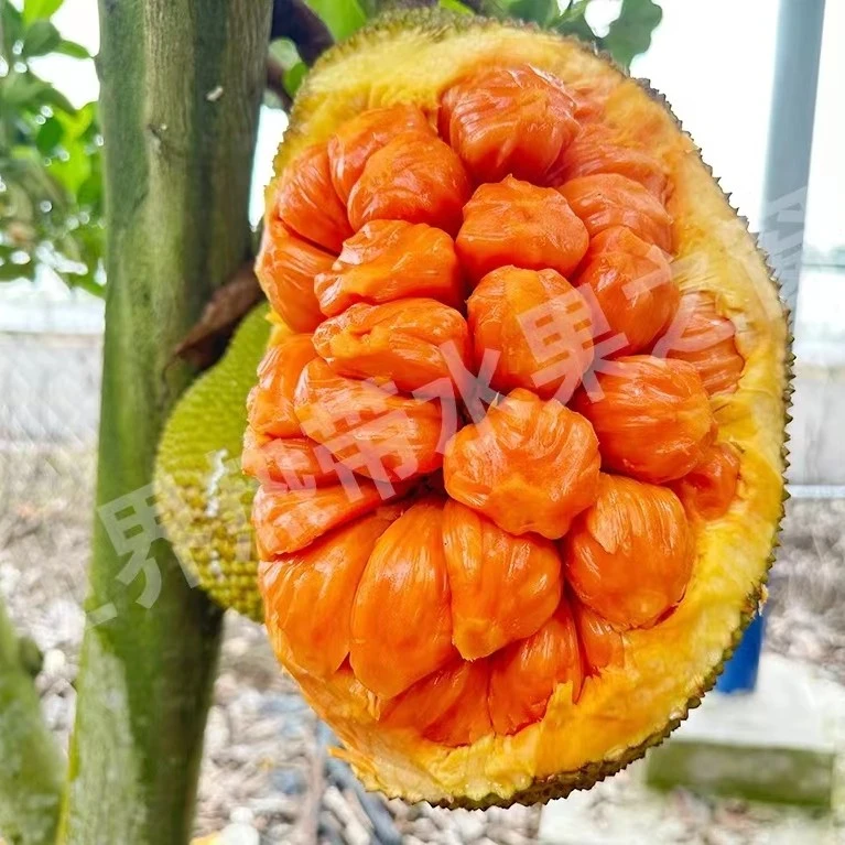 印尼红菠萝蜜嫁接苗