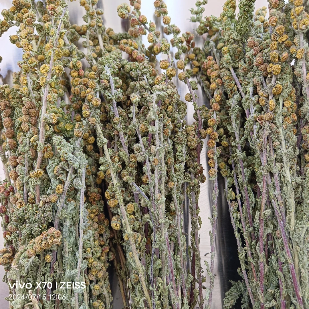 大草原上的，红 一 字 蒿。（一把70克左右）