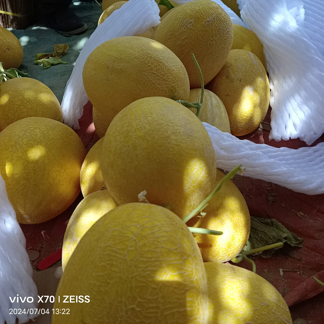 家里人口少，一款小一点的哈密瓜，一个两公斤左右