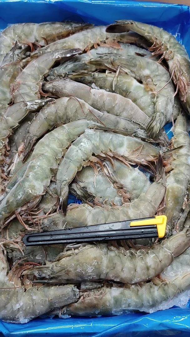 大号泰虾，自然生长，颜色各异属正常现象，介意者慎拍
