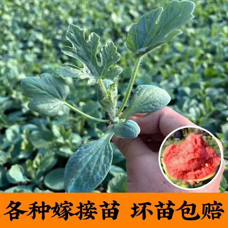 【精品西瓜苗】多品种嫁接西瓜苗8424麒麟瓜苗种子带土发货嫁接苗