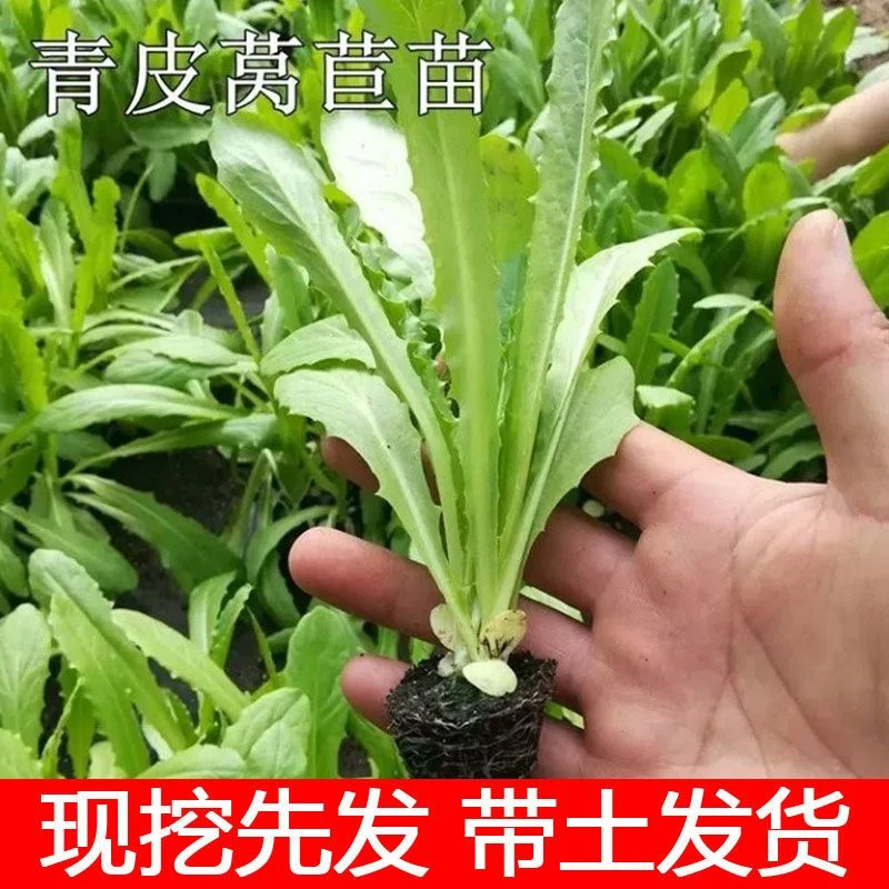 【莴笋苗】莴笋苗莴苣秧苗青皮莴笋苗耐寒四季蔬菜苗农家阳台庭院