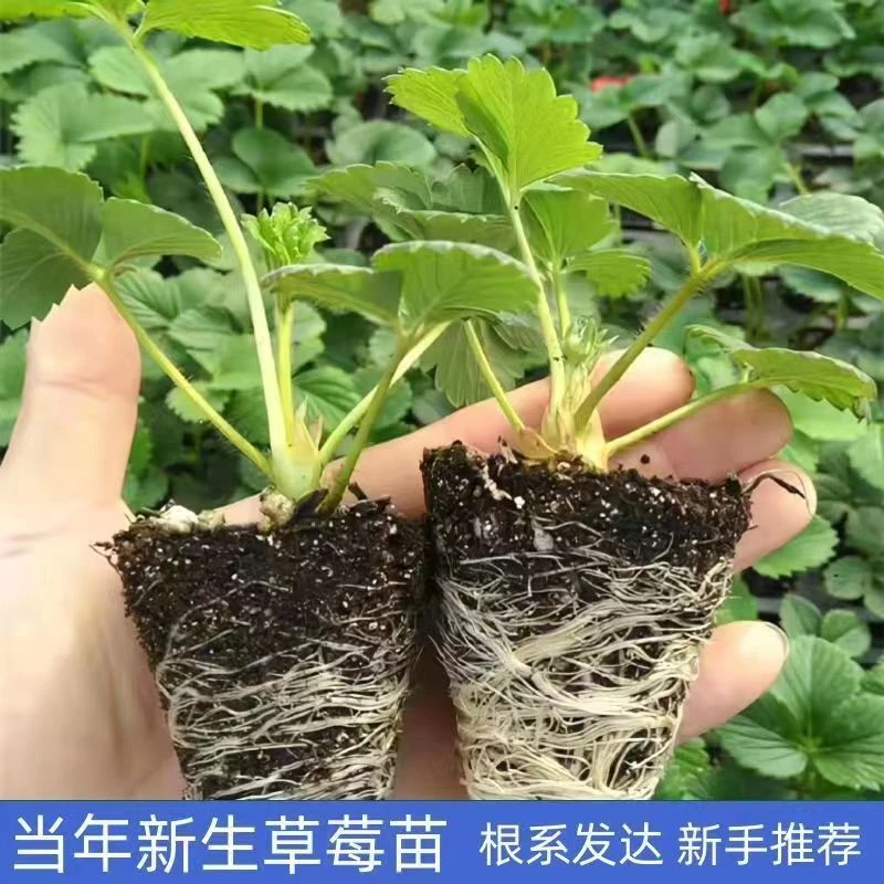 【草莓苗】多品种四季草莓苗白色恋人草莓苗种苗优质穴盘苗育苗