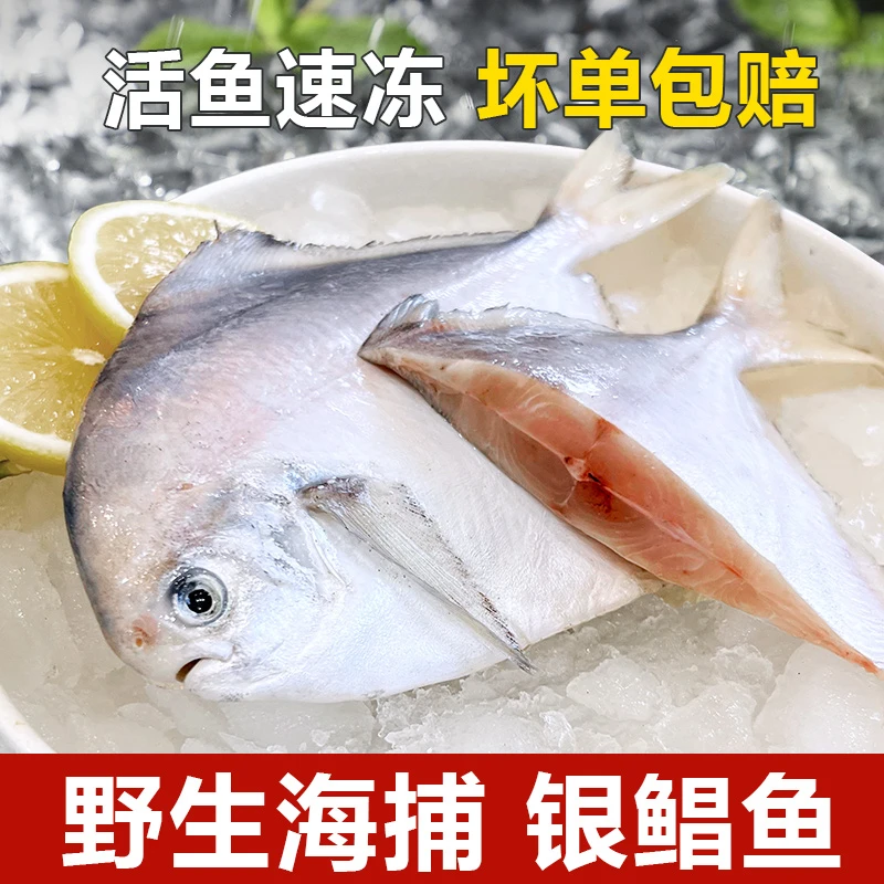 【5斤】新鲜海捕银鲳鱼 速冻连云港发货 顺丰包邮（1斤称6-7条）