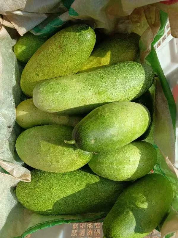 云南老品种黄瓜【表皮发黄发白，偶尔有几个把儿处微苦，介意勿拍】】