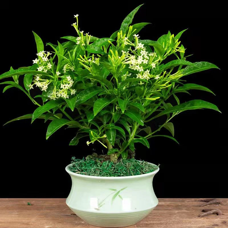 夜来香九里香花苗 驱蚊香草 驱蚊草 盆栽花苗 夜来香树苗当年开花