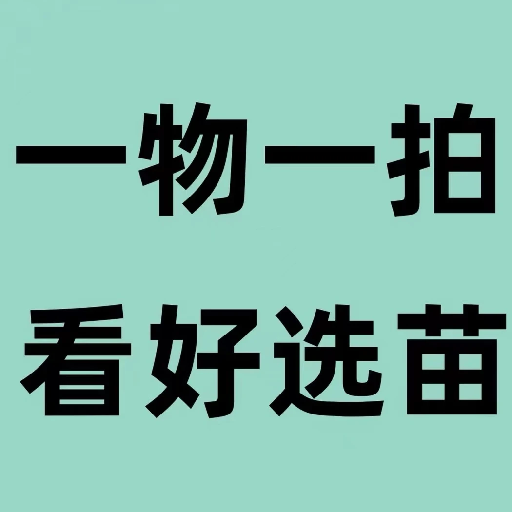 车厘子樱桃 盆栽地栽 一物一拍
