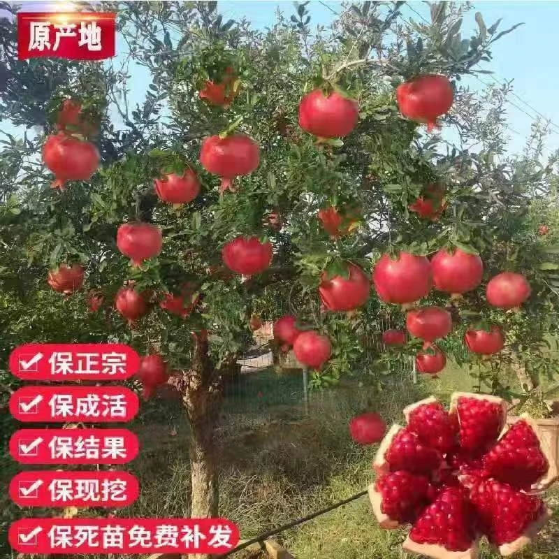 石榴树苗 原土发货 一物一拍