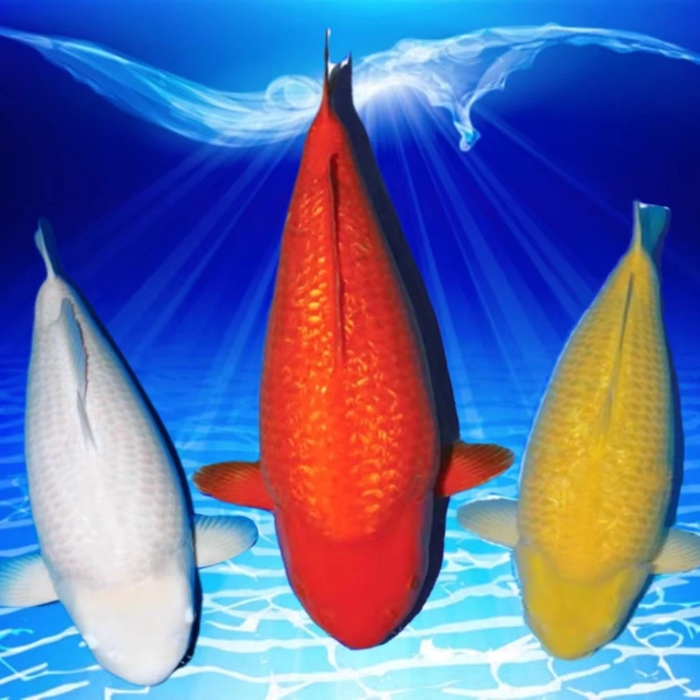 鱼都锦鲤观赏活鱼直播选鱼 一鱼一拍 图片只做参考以实际选鱼为准