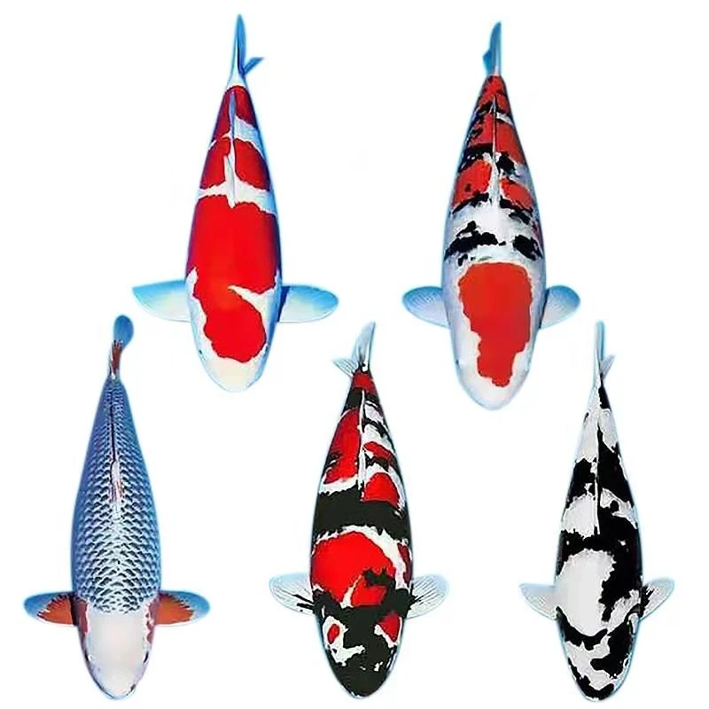 精品中高端红白昭和三色丹顶五色孔雀绯写小锦鲤观赏鱼苗包邮