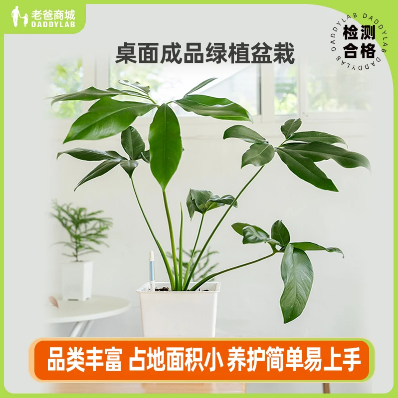 室内桌面盆栽绿植摆件套餐观叶