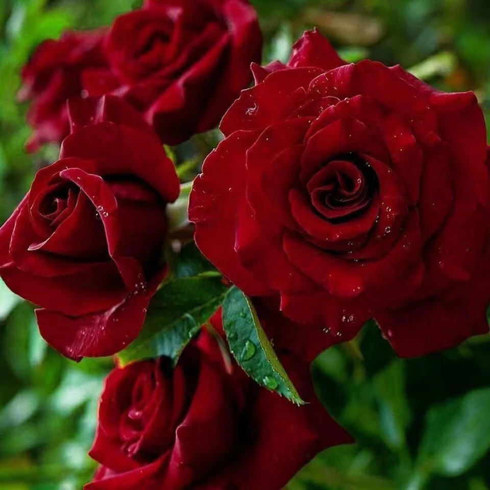 红苹果丝绒质感月季花苗四季开红色庭院阳台玫瑰花盆栽花卉